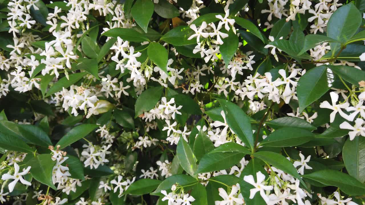 Blooming white flowers jasmine bush blowing with the wind, closeup shot
