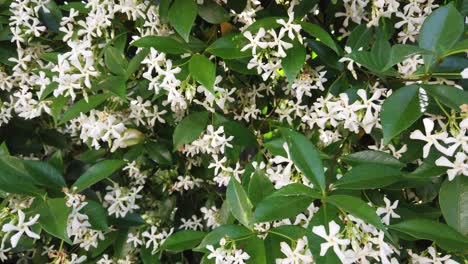 blooming white flowers jasmine bush blowing with the wind, closeup shot
