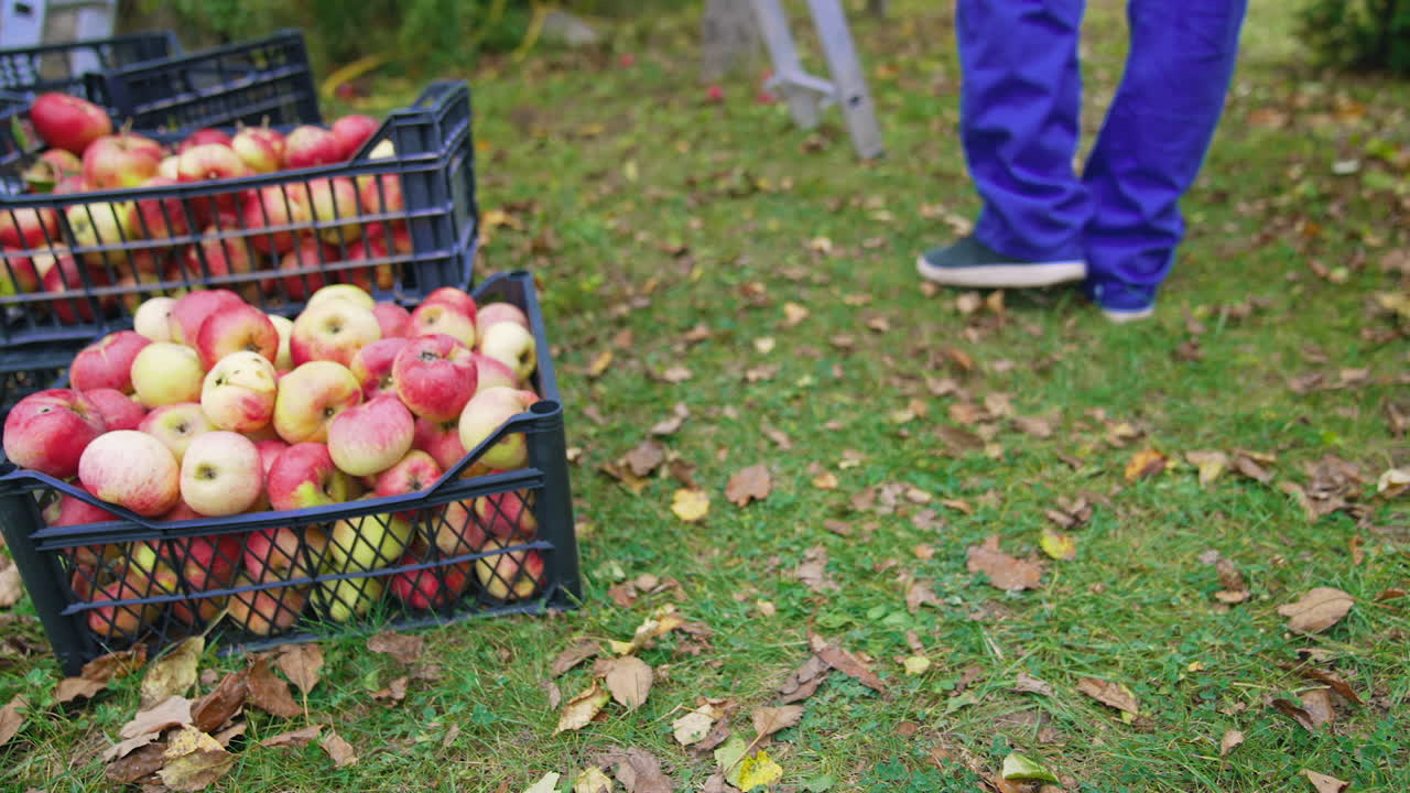 Organic fruit in drawers outdoors. Juicy apples in plastic boxes in the garden in autumn. Gardener carrying off full drawer with fresh apples. Harvesting fruits.