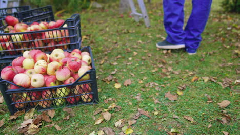 organic fruit in drawers outdoors. juicy apples in plastic boxes in the garden in autumn. gardener carrying off full drawer with fresh apples. harvesting fruits.