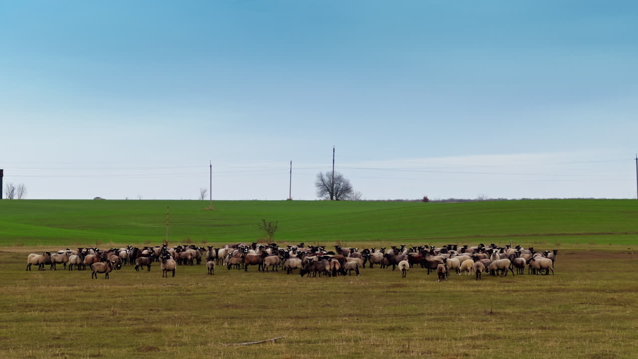 Black-muzzled sheep in a big flock gathered on the field. A livestock herd grazing in autumn.