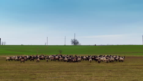 black-muzzled sheep in a big flock gathered on the field. a livestock herd grazing in autumn.