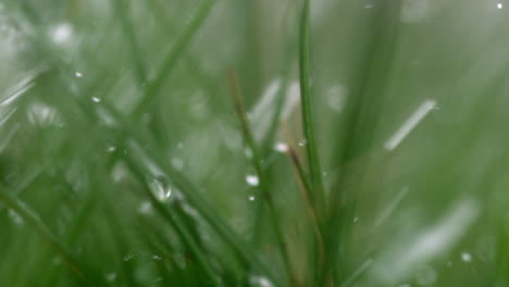 Rain-falling-on-blades-of-grass