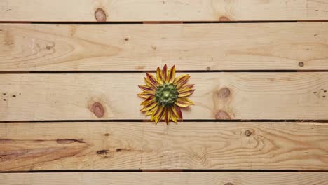 top view of fresh animated spring flowers