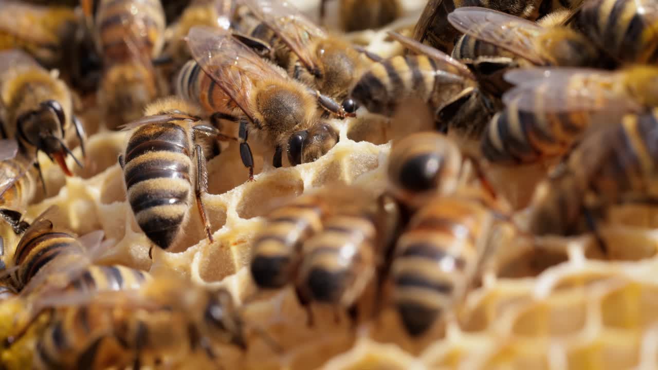 Honey Bees working on honeycomb close-up shot. Bees are best known to humans for their ecological roles as pollinators