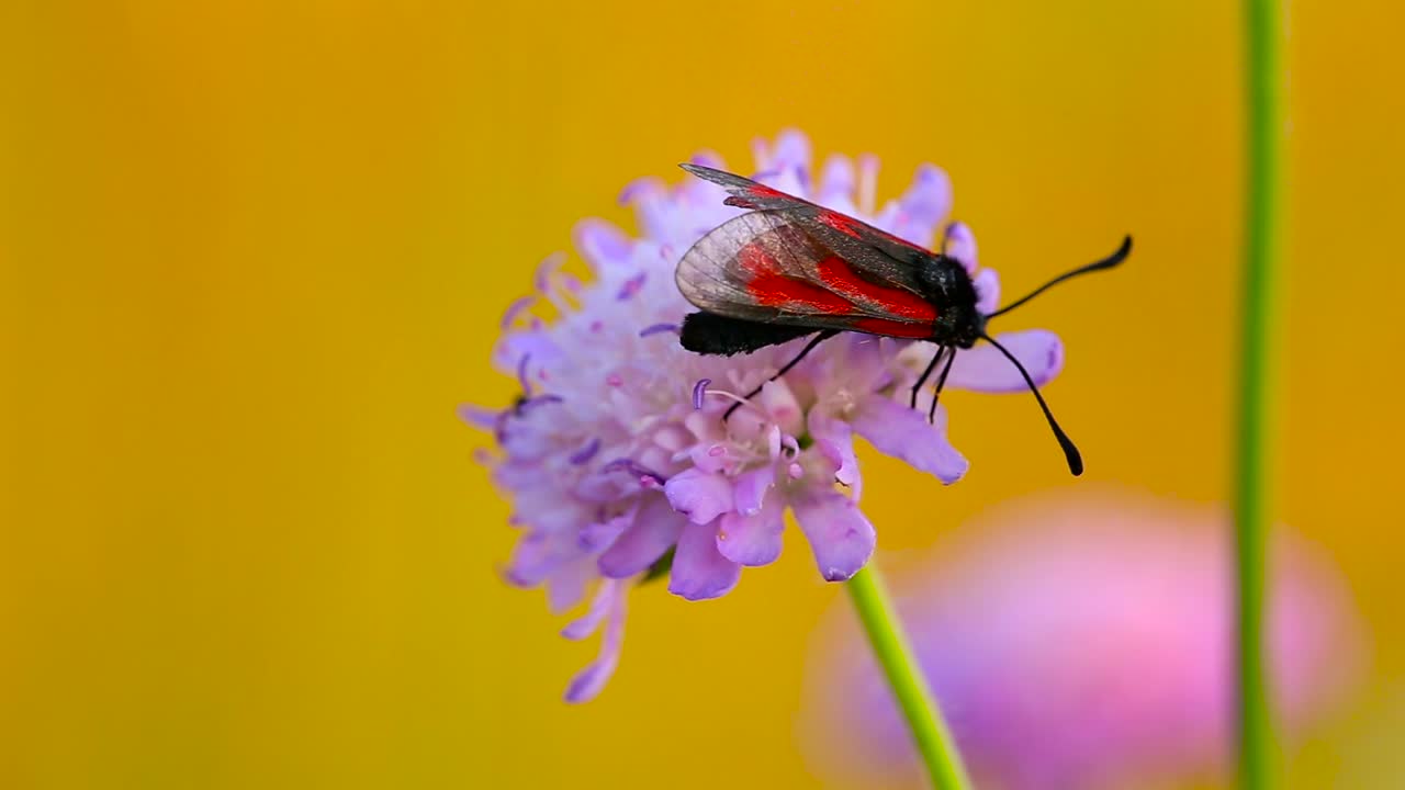 Cận cảnh loài bướm đêm Zygaena purpuralis trong suốt đậu trên hoa kim châm dại vào một ngày gió.