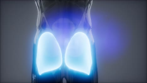 animación de la anatomía de los músculos glúteos máximos de las piernas
