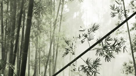 bamboo forest with misty atmosphere creating a tranquil nature scene