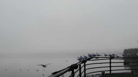 seagulls flying slow motion from railings across dreamlike misty river