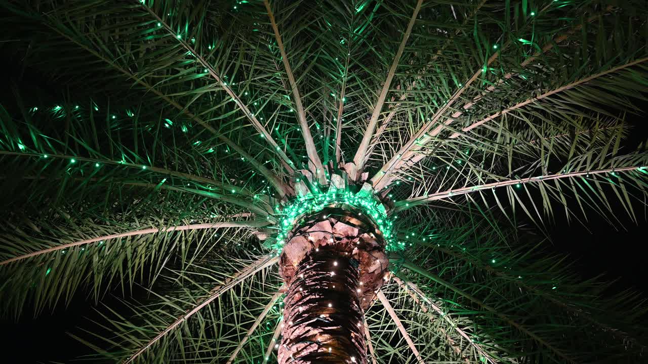 Palm tree at night decorated for the holidays-Christmas-New Years Eve