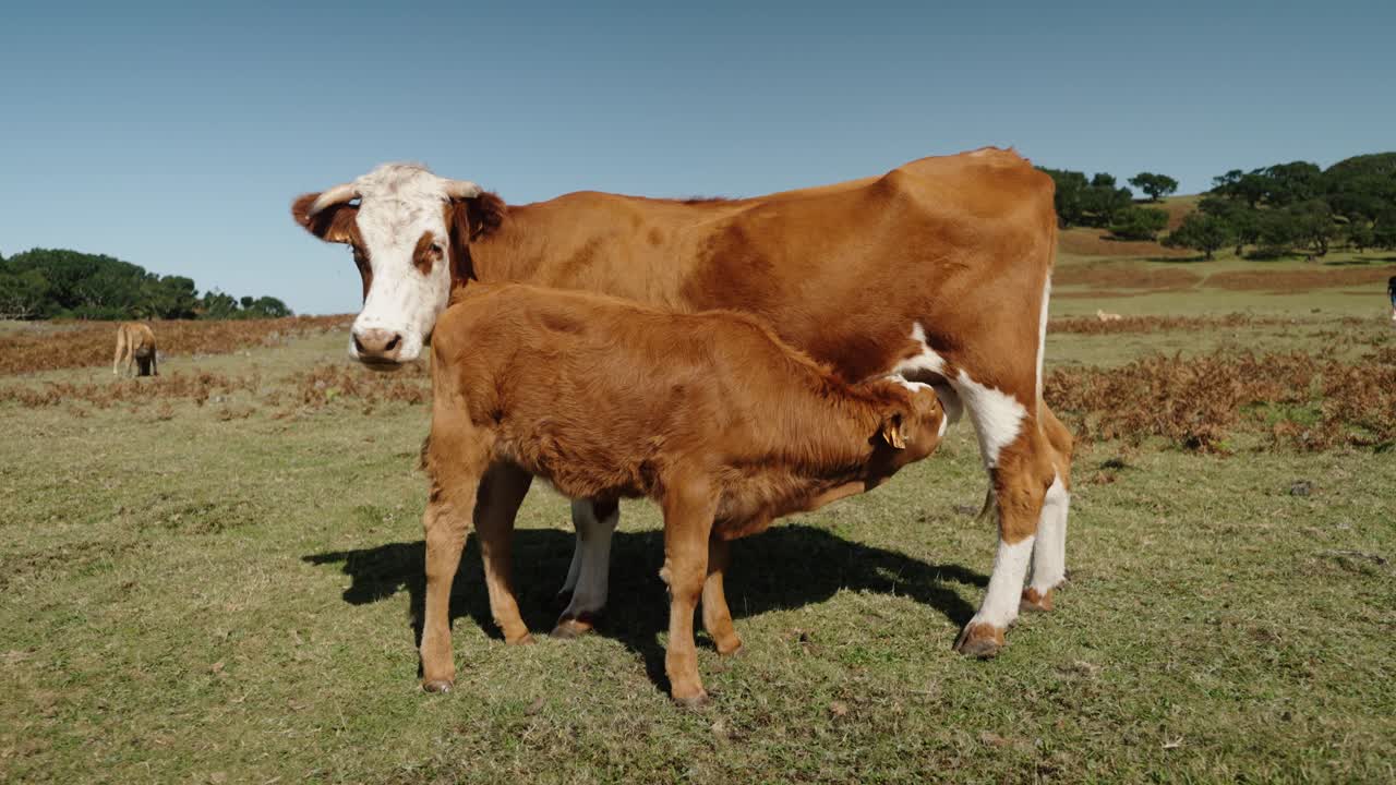 Calf nurses from mother in open field as midday sun casts shadows on dry grass in the highlands of Madeira Portugal