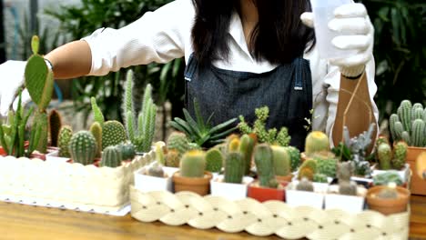 4k slow motion of young asian woman florist planting cactus