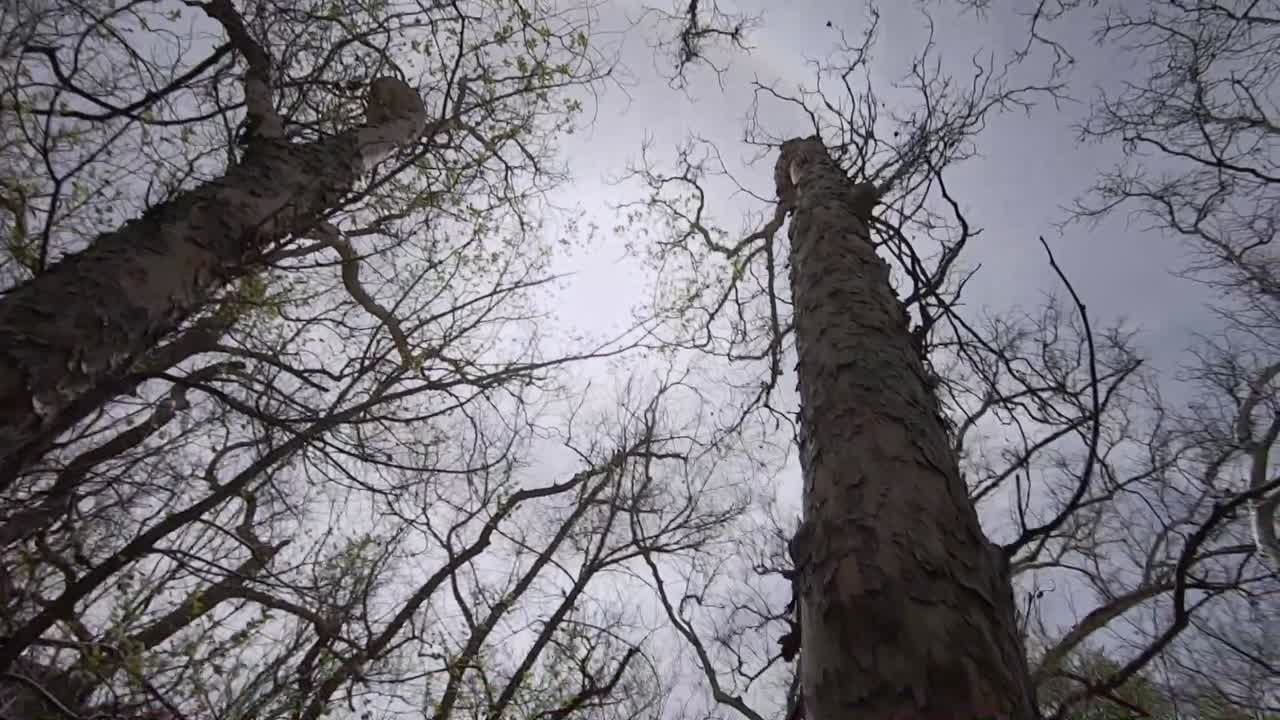 Rotation on the tops of the Alligator juniper trees then tilt-down the trunk of a large tree.