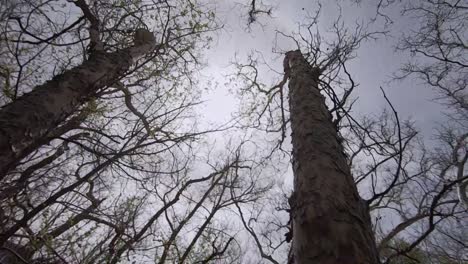 rotation on the tops of the alligator juniper trees then tilt-down the trunk of a large tree.