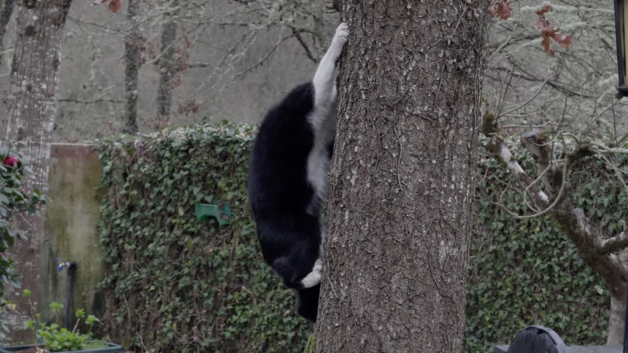 gato de tuxedo bajando de un árbol para jugar con un gato tabby marrón en un jardín