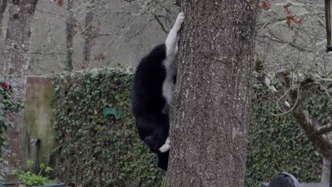 tuxedo cat climbing down a tree to play with brown tabby cat in a garden