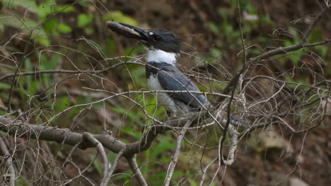 beautiful belted kingfisher bird standing branch eating fish day