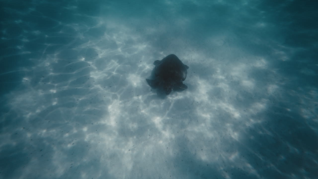 la tortuga nada a lo largo del fondo arenoso alimentándose bajo el agua en exmouth, australia.