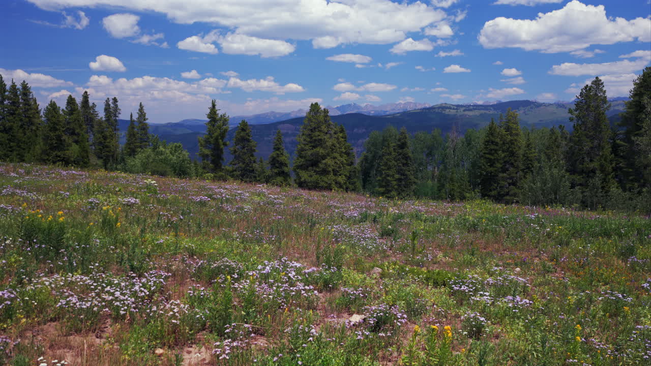 Mount Holy Cross Half Moon Pass Wilderness daisy wildflowers aerial drone Colorado summer Vail Avon Minturn Redcliff Gore Range Rocky Mountains blue sky morning pine trees aspen groove circle right