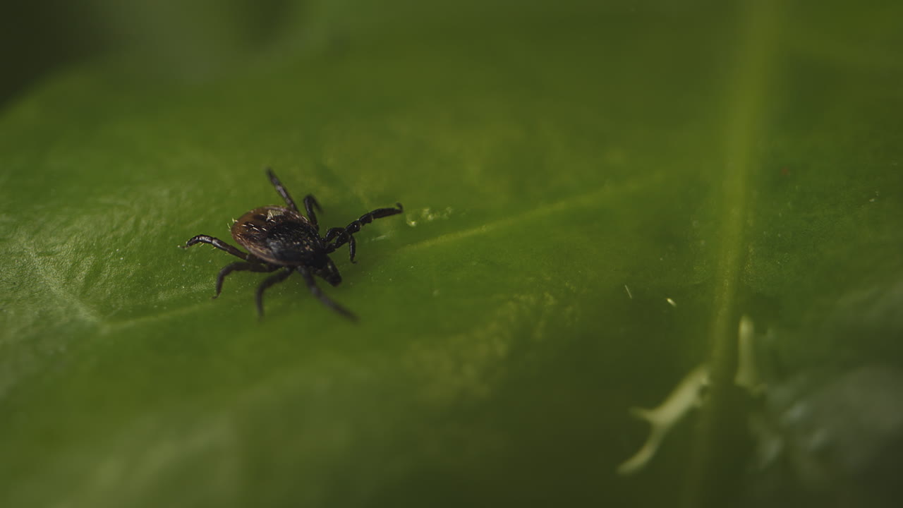 Macro shot of tick on leaf