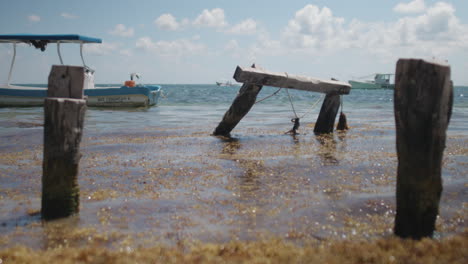 Möwe-Am-Strand-Playa-Del-Carmen,-Mexiko,-Karibik