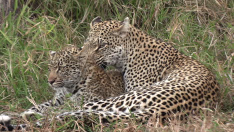 a leopardess lies in the savanna grass grooming her cub