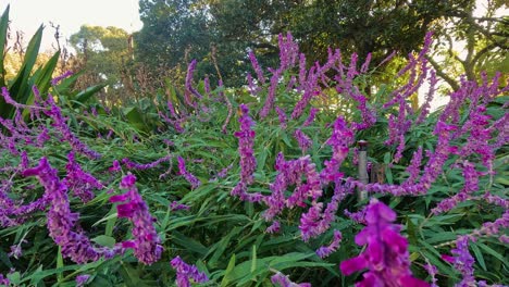 vibrant purple flowers in lush green garden