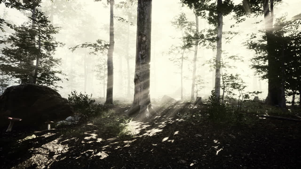 sun light in the fairy foggy forest