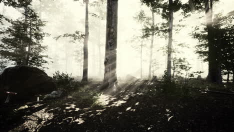 sun-light-in-the-fairy-foggy-forest