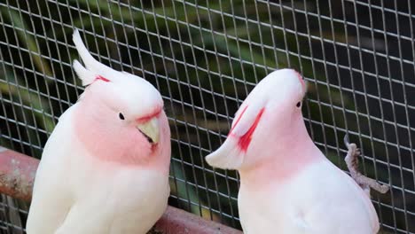 dos cacatúas que se involucran en el comportamiento social