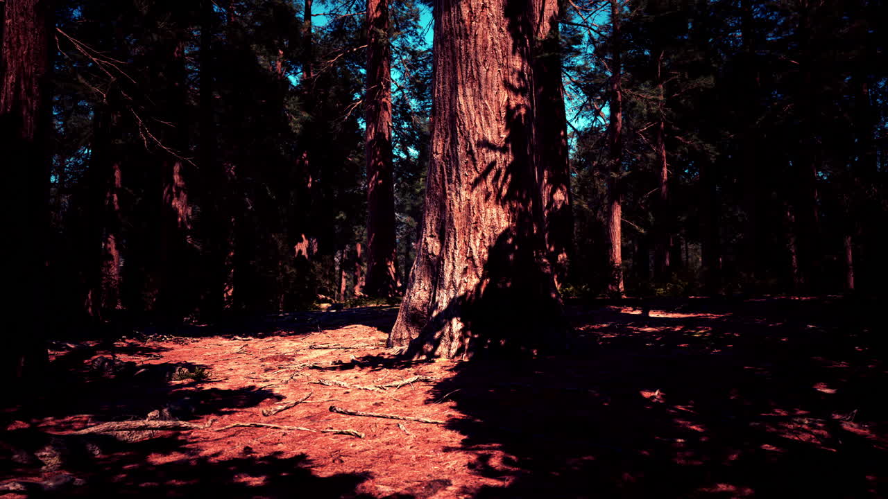 Vista classica delle famose sequoie giganti
