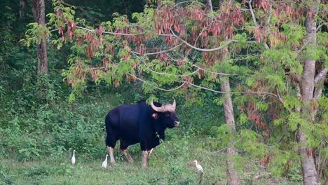 印度野牛 (gaur) 是世界上最大的牛,在亞洲南部和東南部生長,因息地的減少和狩獵而被歸類為脆弱的動物.