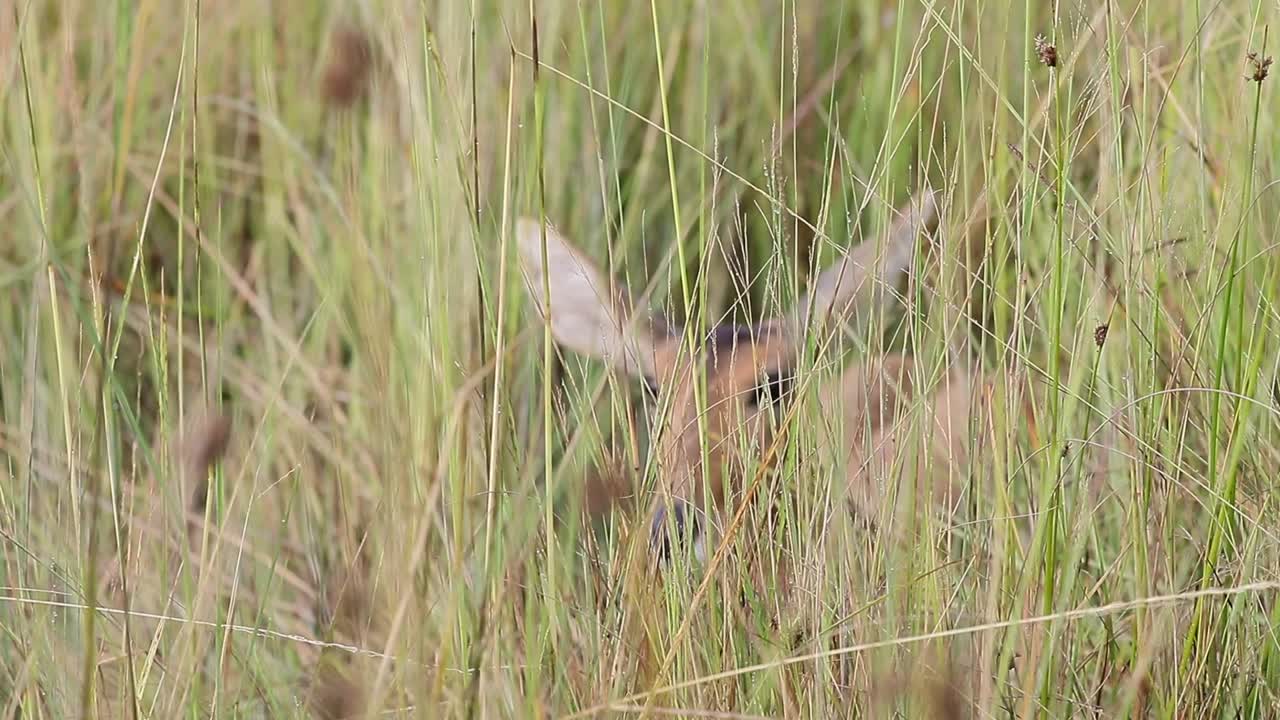 el ciervo reedbuck desenfocado se esconde en la hierba alta de la sabana en botswana