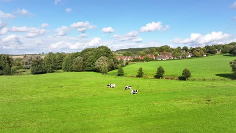 grazing cattle on pastures, farmland buildings, rural scenery, blue sky