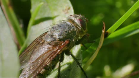 primer plano de una mosca doméstica en una planta en el jardín