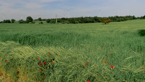 red poppy flowers swing in the wind, edge of crop field.