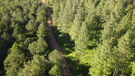 dirt road amidst a reforestation field