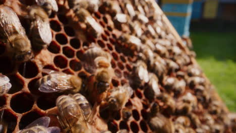 healthy hardworking bees while working on honeycomb