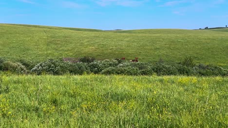 a serene landscape showcasing rolling green hills and wildflowers, with animals peacefully grazing amidst vibrant nature under a clear blue sky