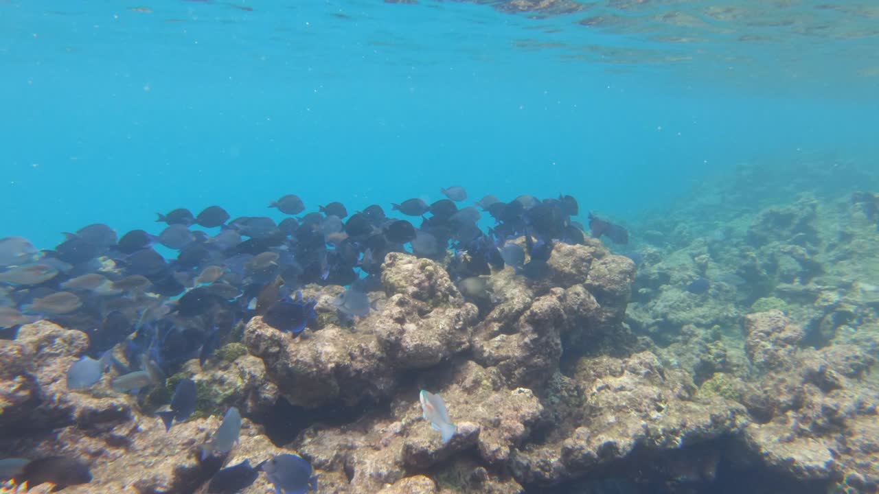 banco de peces que nadan bajo el agua cerca de arrecifes de coral muertos snorkel pov