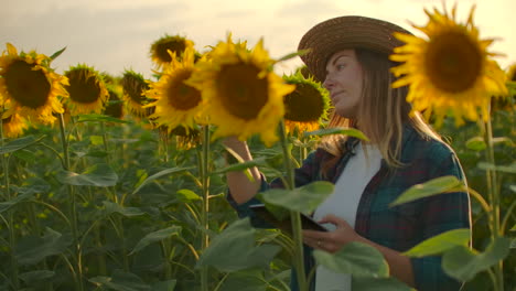 Bäuerin-Nutzt-Moderne-Technologie-Auf-Dem-Feld.-Ein-Mann-Mit-Hut-Geht-Bei-Sonnenuntergang-In-Ein-Sonnenblumenfeld,-Hält-Einen-Tablet-Computer-In-Der-Hand,-Betrachtet-Die-Pflanzen-Und-Drückt-Mit-Seinen-Fingern-Auf-Den-Bildschirm.-Zeitlupe