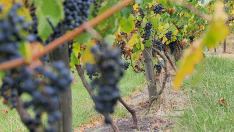 Grapes-hanging-on-vines-at-a-vineyard