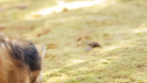 maned wolf foraging in natural habitat