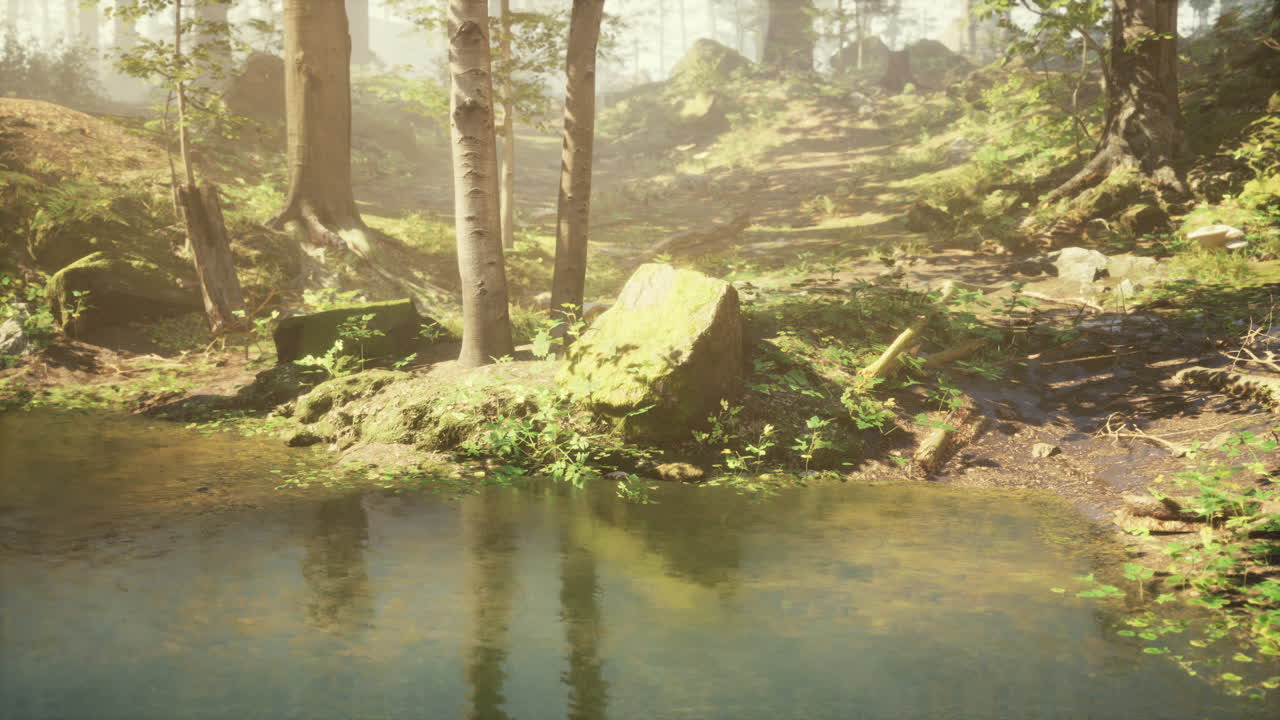 빛이 비치는 하천이 있는 평화로운 숲