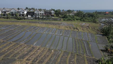 Low-field-flyover-to-lone-Asian-farmer-in-flooded-Cemagi-rice-paddy