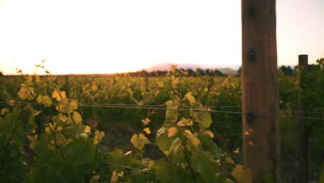 toma de derecha a izquierda de una fila de vides en un viñedo durante las horas del atardecer en waipara, nueva zelanda