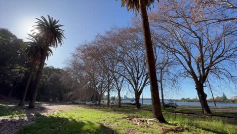 Autumn-leaves-and-blue-sky-on-Mounts-Bay-Road-Perth-with-Swan-River,-Western-Australia