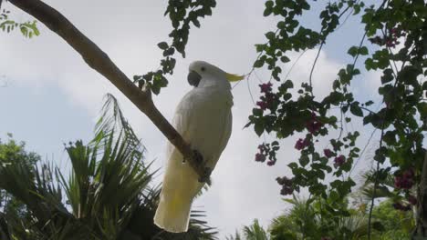 motionless white cockatoo or umbrella cockatoo perched on tree branch