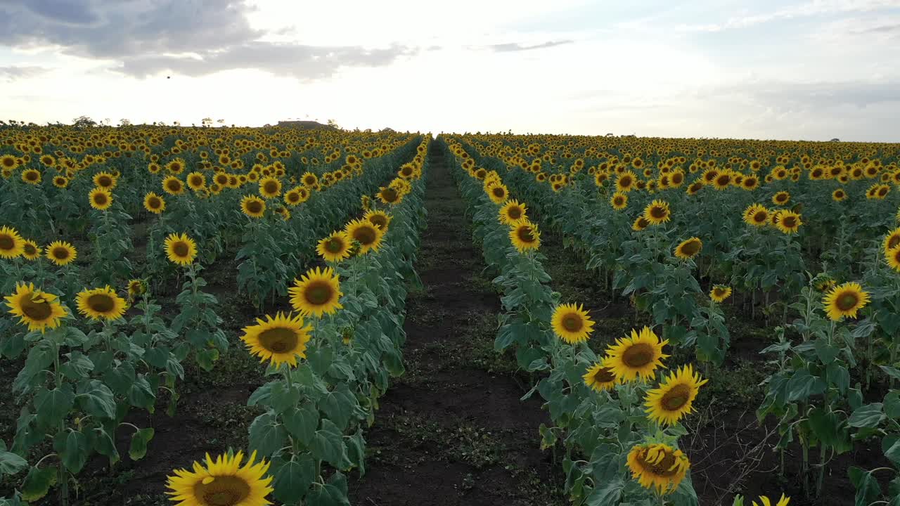 toma de drones de campos de girasoles durante la puesta de sol