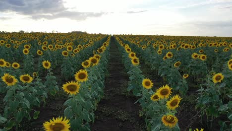 Drohnenaufnahme-Von-Sonnenblumenfeldern-Während-Des-Sonnenuntergangs